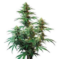Auto Sour Diesel, Фасовка: 3+1